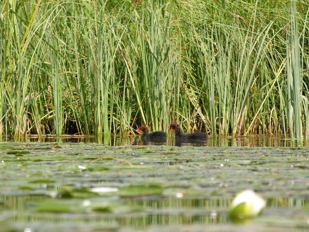 Furtner Teich Naturpark